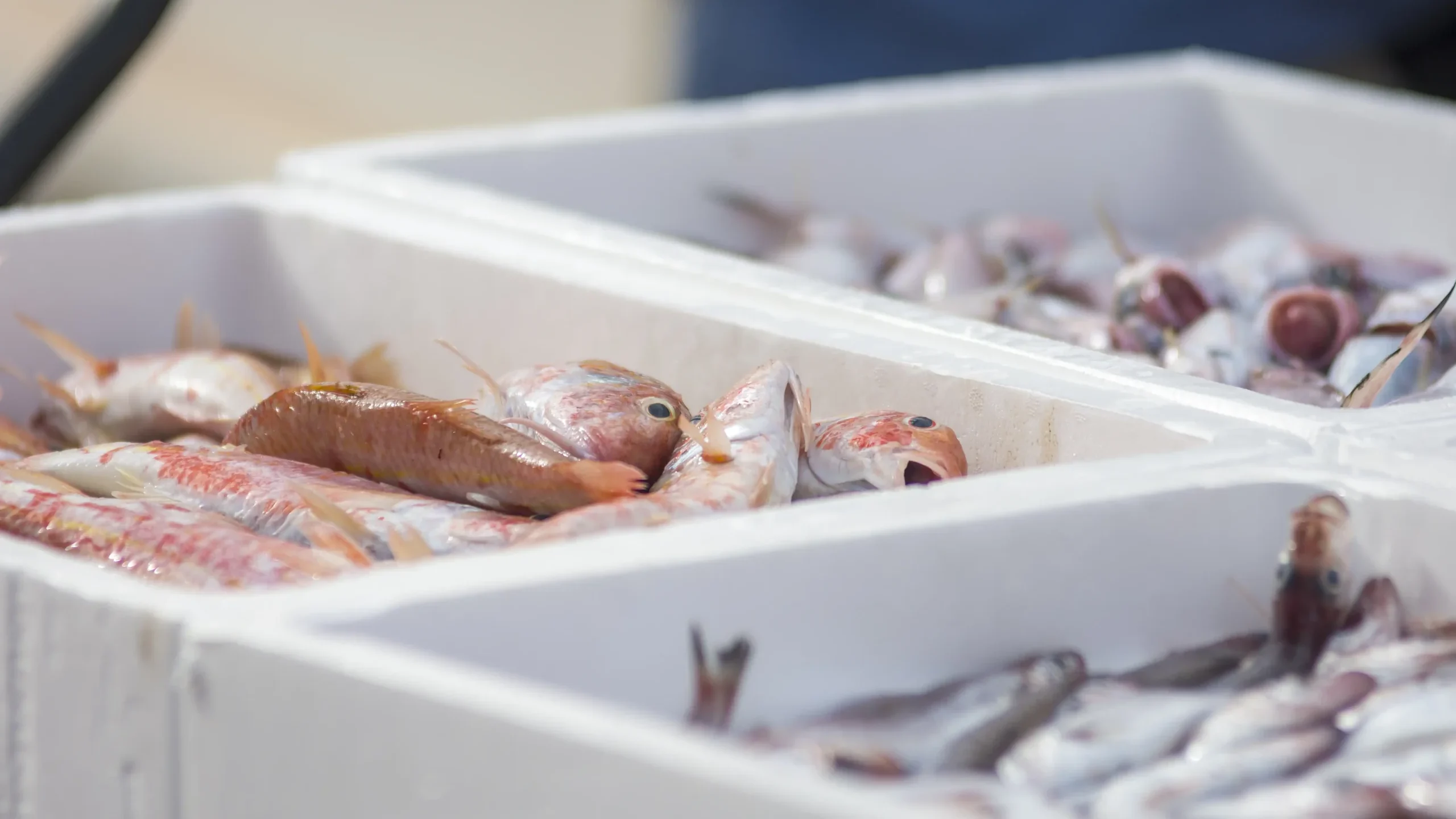 Hap Fatt 45 Hap Fatt 45